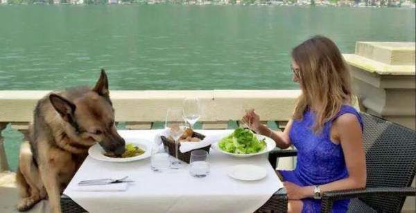 Chú chó giàu nhất thế giới: Sở hữu 8,7 nghìn tỷ, 12 bảo mẫu chăm sóc