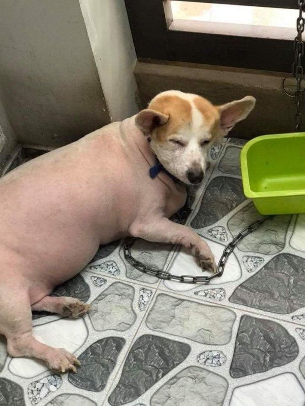 Chú chó hóa thành thân heo sau khi cạo lông khiến ai cũng cười xỉu