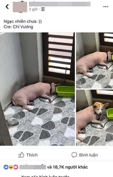 Chú chó hóa thành thân heo sau khi cạo lông khiến ai cũng cười xỉu