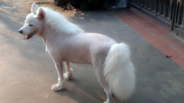 Chú chó hóa thành thân heo sau khi cạo lông khiến ai cũng cười xỉu
