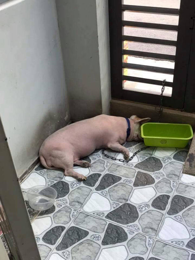 Chú chó hóa thành thân heo sau khi cạo lông khiến ai cũng cười xỉu