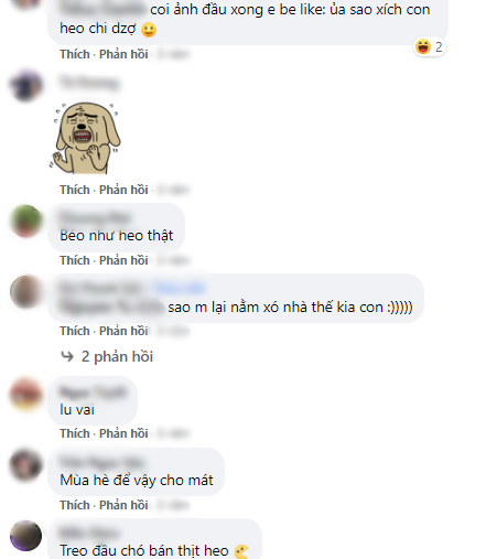 Chú chó hóa thành thân heo sau khi cạo lông khiến ai cũng cười xỉu