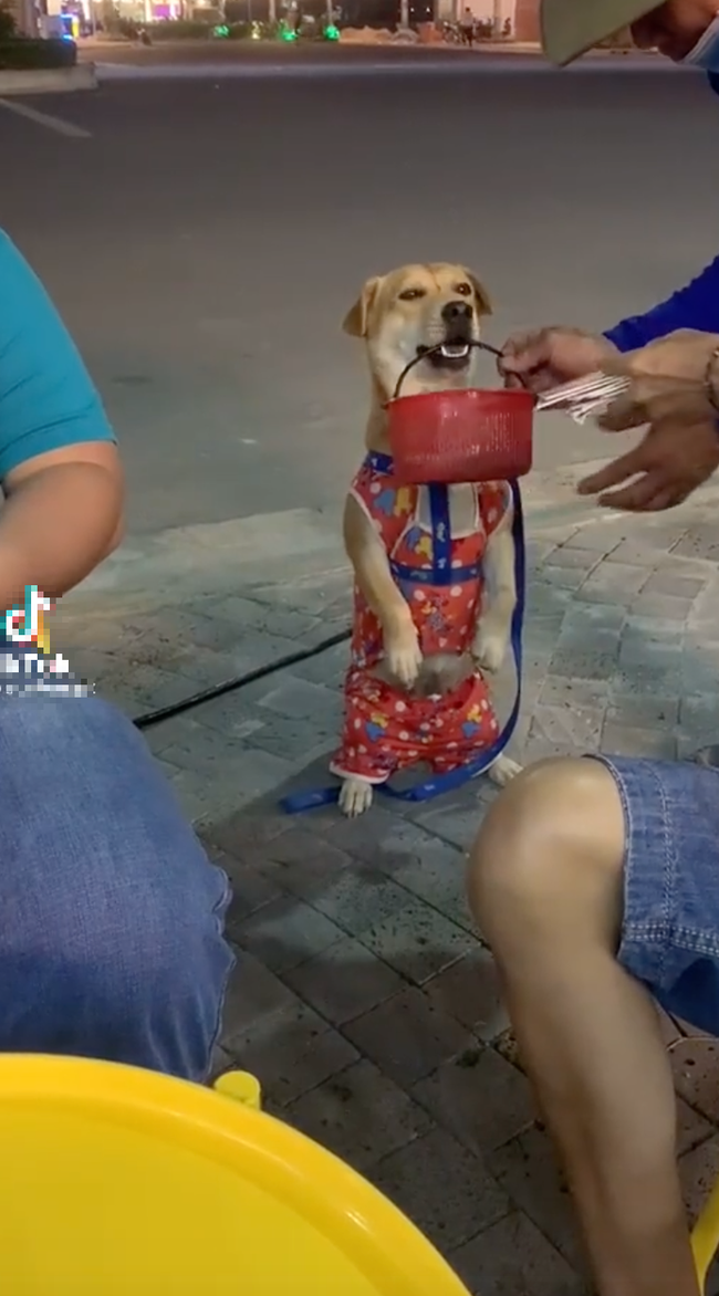 Chú chó ở nhà mặc đồ bộ khoe cá tính: Nhìn em có ngon không quý vị