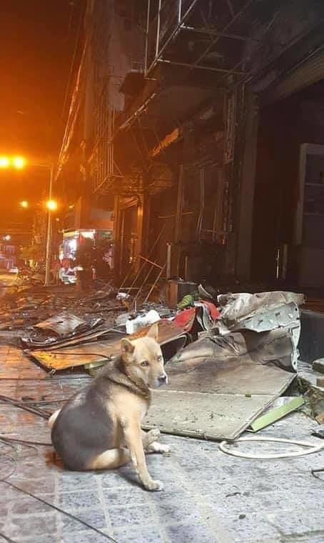 Chú chó trong vụ cháy nổ ga: Không rời ngôi nhà tan hoang chờ chủ về