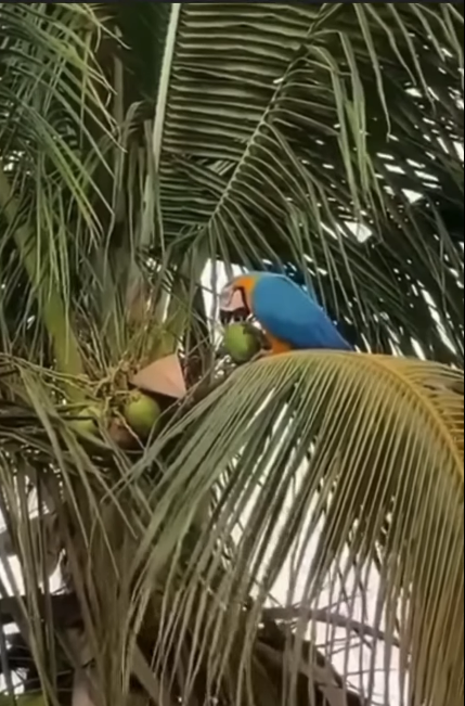 Chú vẹt hái và uống dừa siêu nhanh trước khi mọi chuyện bị phát hiện