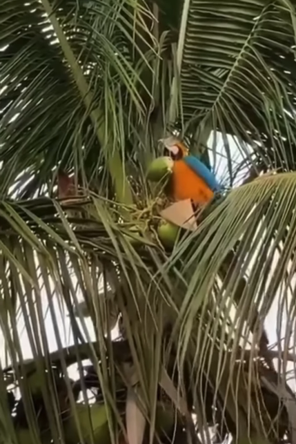 Chú vẹt hái và uống dừa siêu nhanh trước khi mọi chuyện bị phát hiện