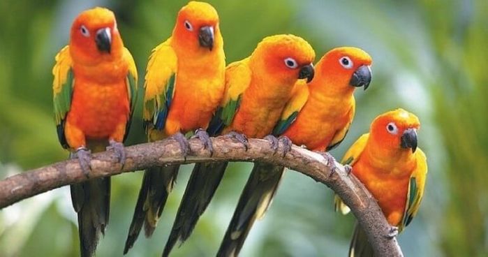 Chú vẹt hái và uống dừa siêu nhanh trước khi mọi chuyện bị phát hiện