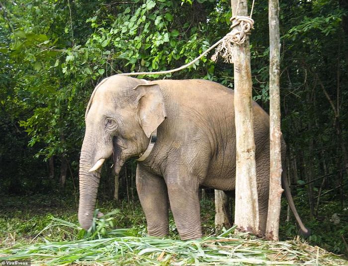 Chú voi hoang dã huơ vòi chào bác sĩ từng cứu mình 12 năm trước