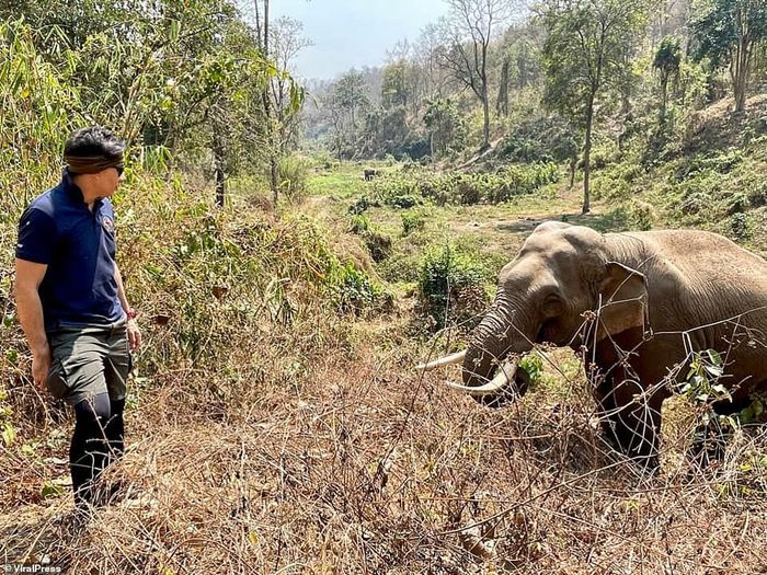 Chú voi hoang dã huơ vòi chào bác sĩ từng cứu mình 12 năm trước