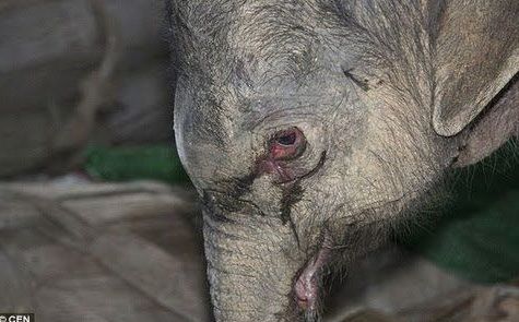 Chú voi hoang dã huơ vòi chào bác sĩ từng cứu mình 12 năm trước