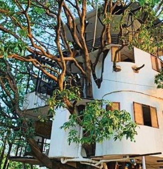 Ngôi nhà 4 tầng nằm trên cây xoài 80 năm tuổi: Đầy đủ bếp, phòng ngủ