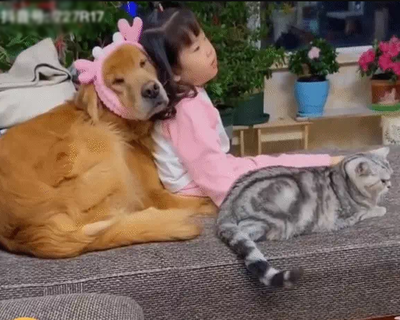 Cưng xỉu: Hai anh em sẵn sàng nằm đất nhường sofa cho chó cưng
