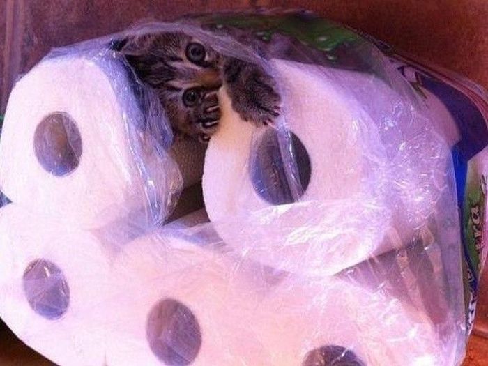 Không đầu hàng trước số phận, chú chó vùng lên: Tuổi gì mà đòi xích?