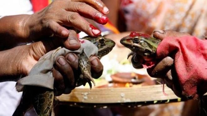 Làm đám cưới cho cặp ếch cầu mưa, 2 tháng sau làng tổ chức ly hôn gấp