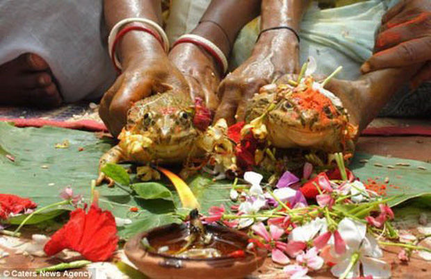 Làm đám cưới cho cặp ếch cầu mưa, 2 tháng sau làng tổ chức ly hôn gấp
