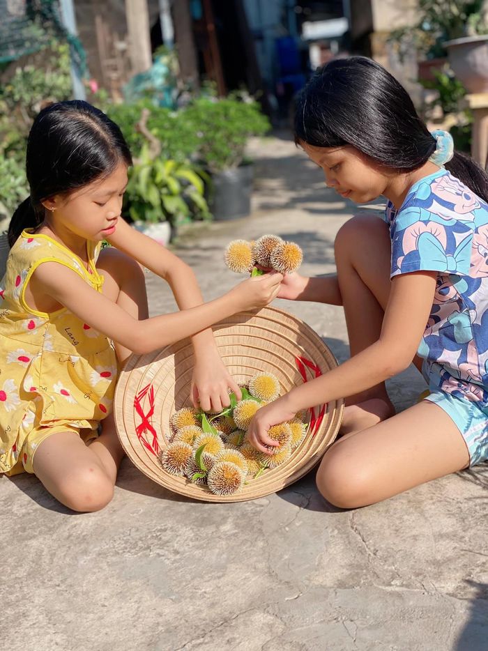 Loại cây trồng làm hàng rào giờ có giá tiền tỷ, có thể chữa được bệnh