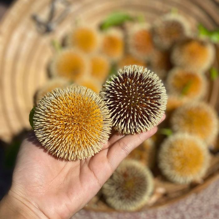 Loại cây trồng làm hàng rào giờ có giá tiền tỷ, có thể chữa được bệnh