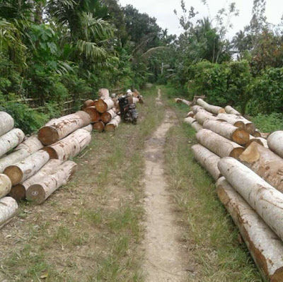Loại cây trồng làm hàng rào giờ có giá tiền tỷ, có thể chữa được bệnh