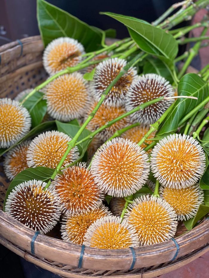 Loại cây trồng làm hàng rào giờ có giá tiền tỷ, có thể chữa được bệnh