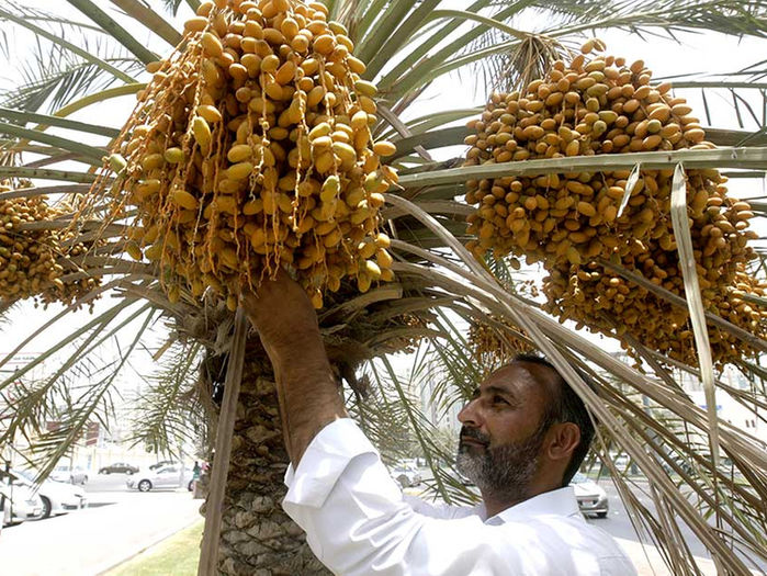 Loại quả được giới quý tộc Dubai quý như vàng, ở Việt Nam cũng có