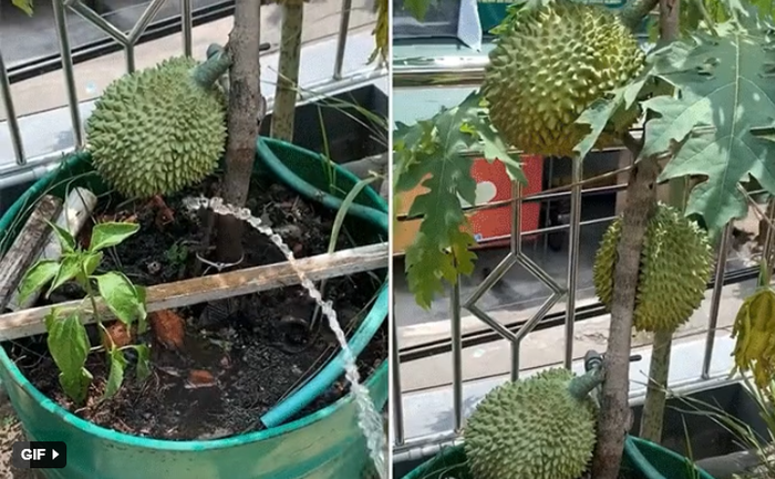 Màn bổ nho đột biến troll CDM làm ai nấy cười nghiêng ngả