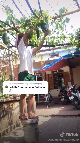 Màn bổ nho đột biến troll CDM làm ai nấy cười nghiêng ngả