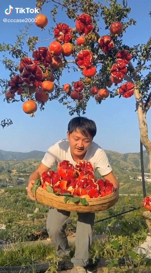 Màn bổ nho đột biến troll CDM làm ai nấy cười nghiêng ngả