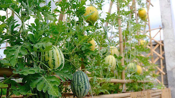 Mẹ trẻ Đà Nẵng tự làm chậu, mát tay trồng dưa chơi ai ngờ ăn thiệt