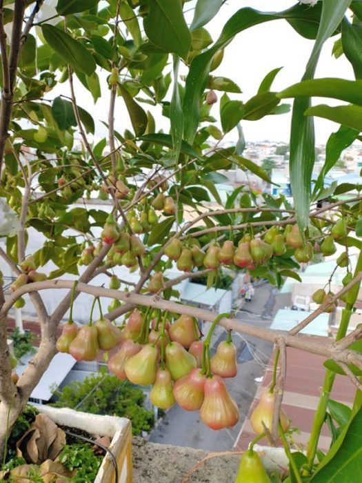 Mê trồng trọt, vợ chồng trẻ trồng cả 100 loại cây trái trên sân thượng