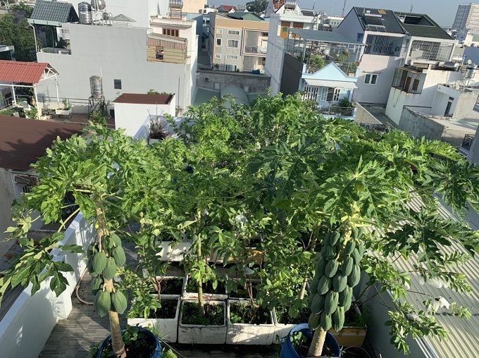 Mê trồng trọt, vợ chồng trẻ trồng cả 100 loại cây trái trên sân thượng