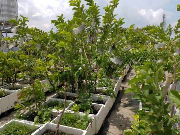 Mê trồng trọt, vợ chồng trẻ trồng cả 100 loại cây trái trên sân thượng
