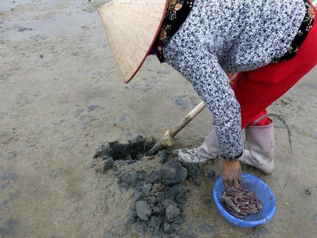 Một loài hải sản nhìn tưởng giun đất nhưng là cống phẩm dâng vua