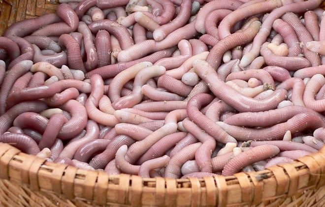 Một loài hải sản nhìn tưởng giun đất nhưng là cống phẩm dâng vua