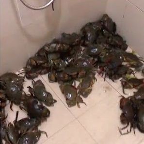 Cách bảo quản cá tươi trong tủ lạnh với kí kíp này