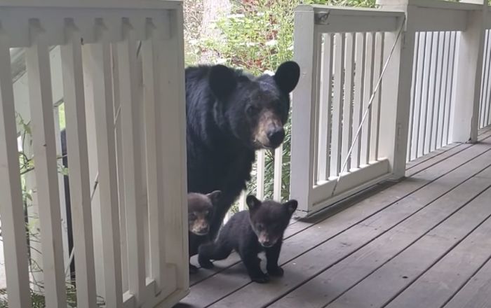 Kết bạn với một người đàn ông, gấu mẹ dẫn sắp nhỏ đến thăm nhà