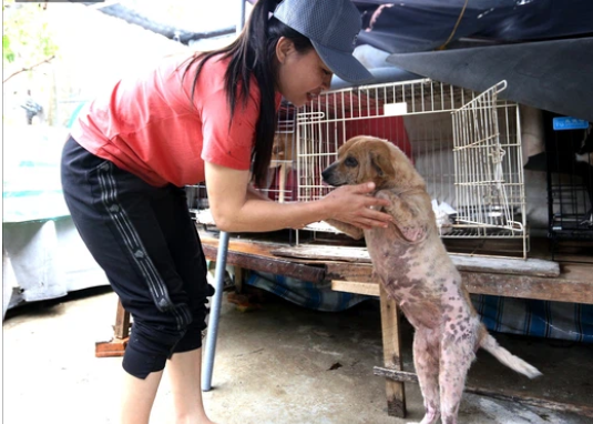 Người phụ nữ độc thân nuôi hàng trăm thú cưng