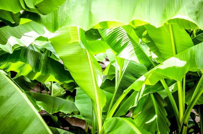 Những thứ vứt đi ở Việt Nam nhưng khi xuất ngoại đắt như kim cương