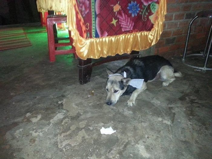 Chủ mất, chú chó buồn rầu rồi đi theo, đầu còn đội khăn tang