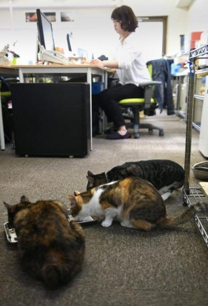 Sếp nhà người ta: Cho nhân viên nuôi mèo thưởng thêm khi cứu mèo hoang