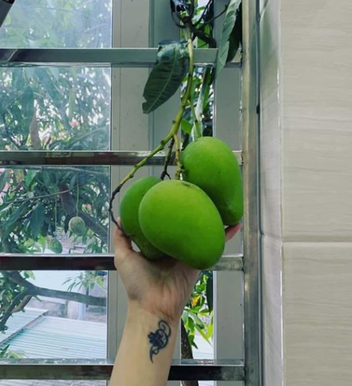 Sợ mất chùm xoài ngon, bà hàng xóm có hành động khiến cô gái tức giận