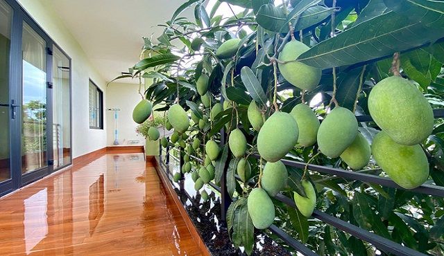 Sợ mất chùm xoài ngon, bà hàng xóm có hành động khiến cô gái tức giận