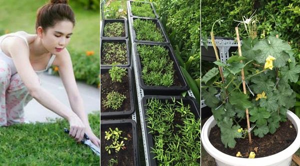 Thời trang làm vườn, hái rau của mỹ nhân Việt: Lý Nhã Kỳ chuẩn thôn nữ