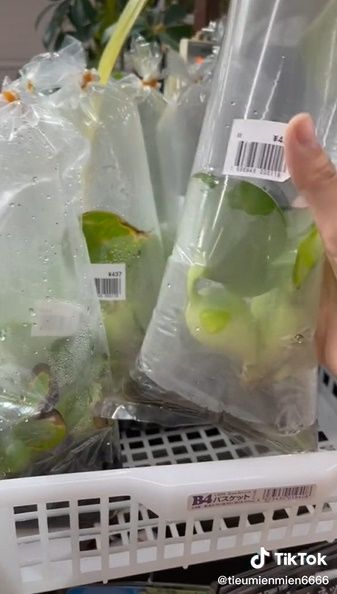 Thứ người Nhật mất một khoản kha khá để mua, Việt Nam coi như đồ bỏ