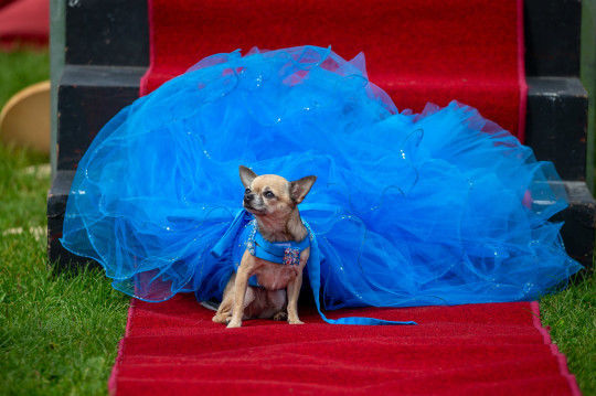 Thú vị cuộc thi sắc đẹp dành cho chó chihuahua