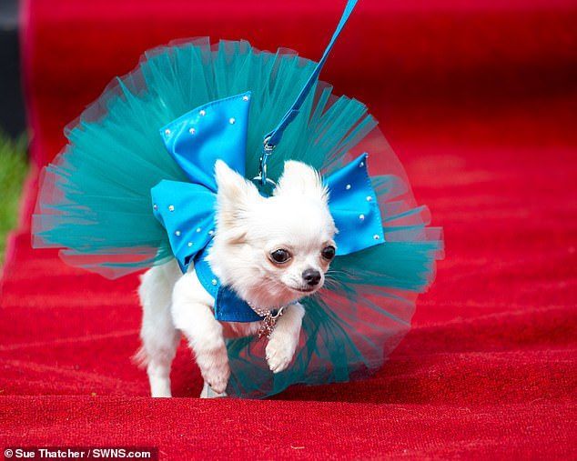 Thú vị cuộc thi sắc đẹp dành cho chó chihuahua