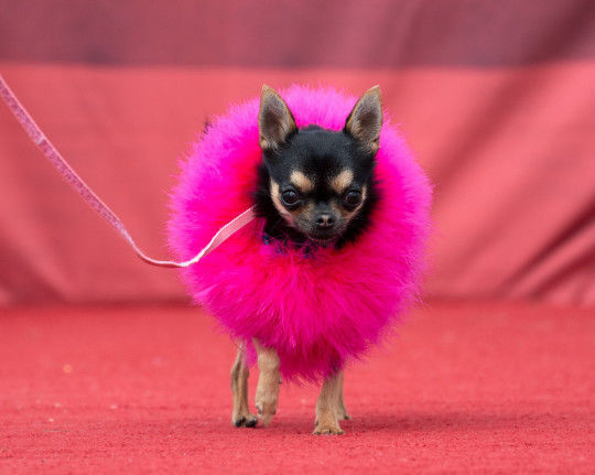 Thú vị cuộc thi sắc đẹp dành cho chó chihuahua
