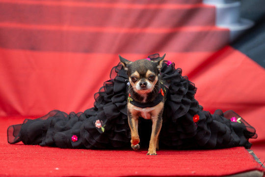 Thú vị cuộc thi sắc đẹp dành cho chó chihuahua