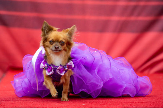 Thú vị cuộc thi sắc đẹp dành cho chó chihuahua