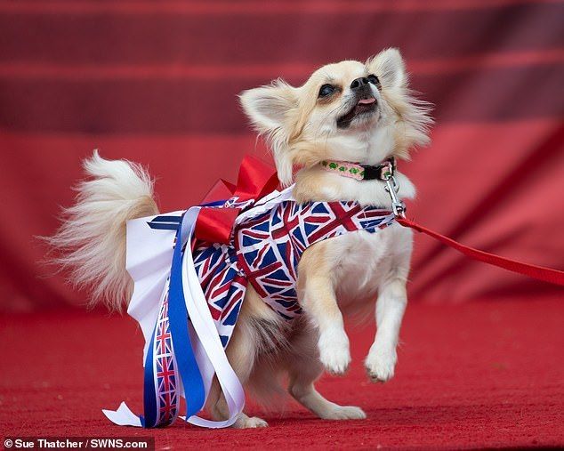 Thú vị cuộc thi sắc đẹp dành cho chó chihuahua