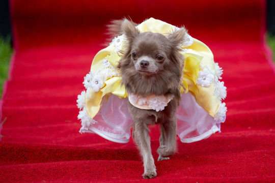 Thú vị cuộc thi sắc đẹp dành cho chó chihuahua